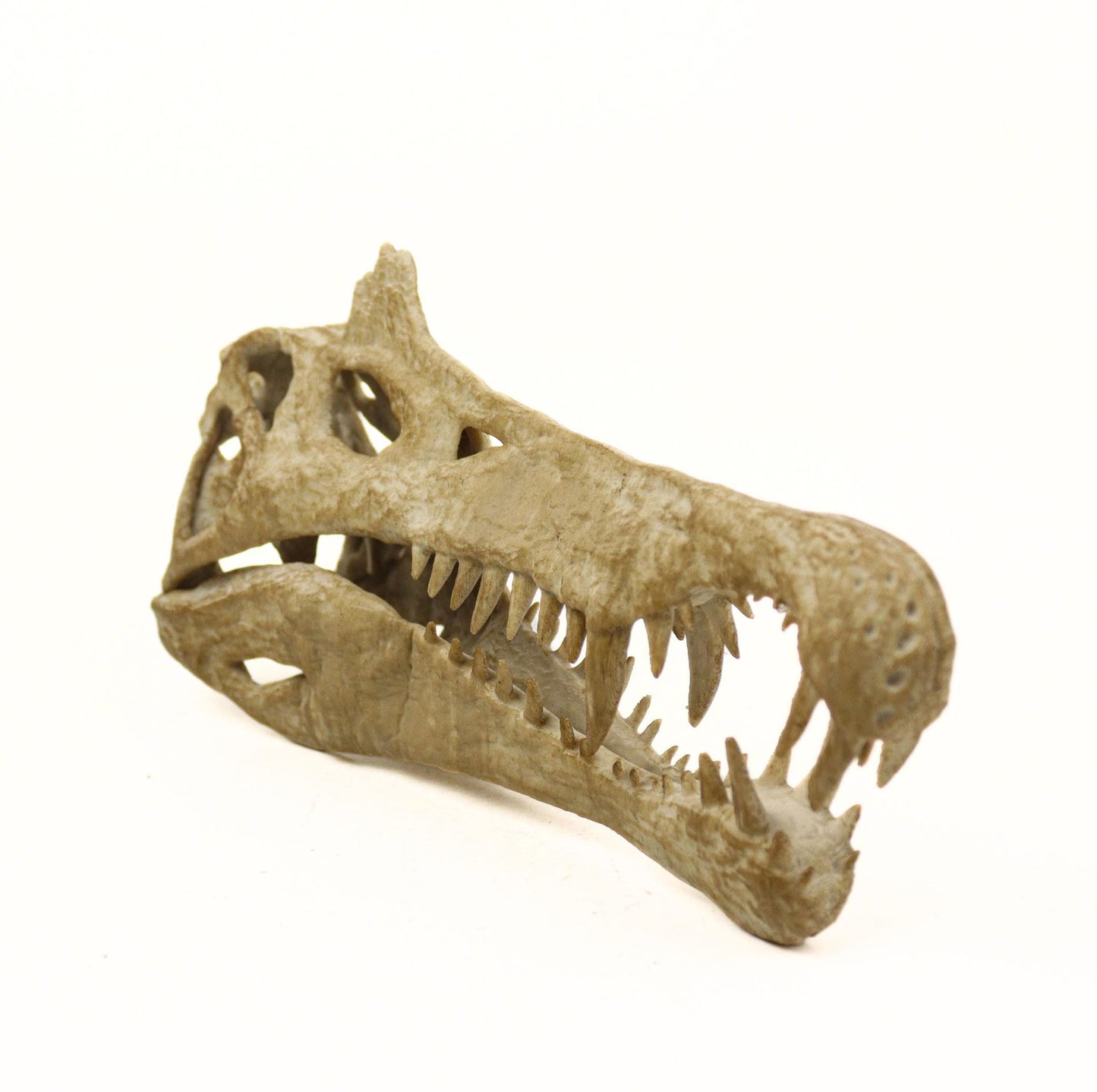 Dinosaurs fossils pack 9.2"/23.5cm Length: T-rex skull, Velociraptor, Allosaurus, Spinosaurus, Triceratops, Dilophosaurus etc