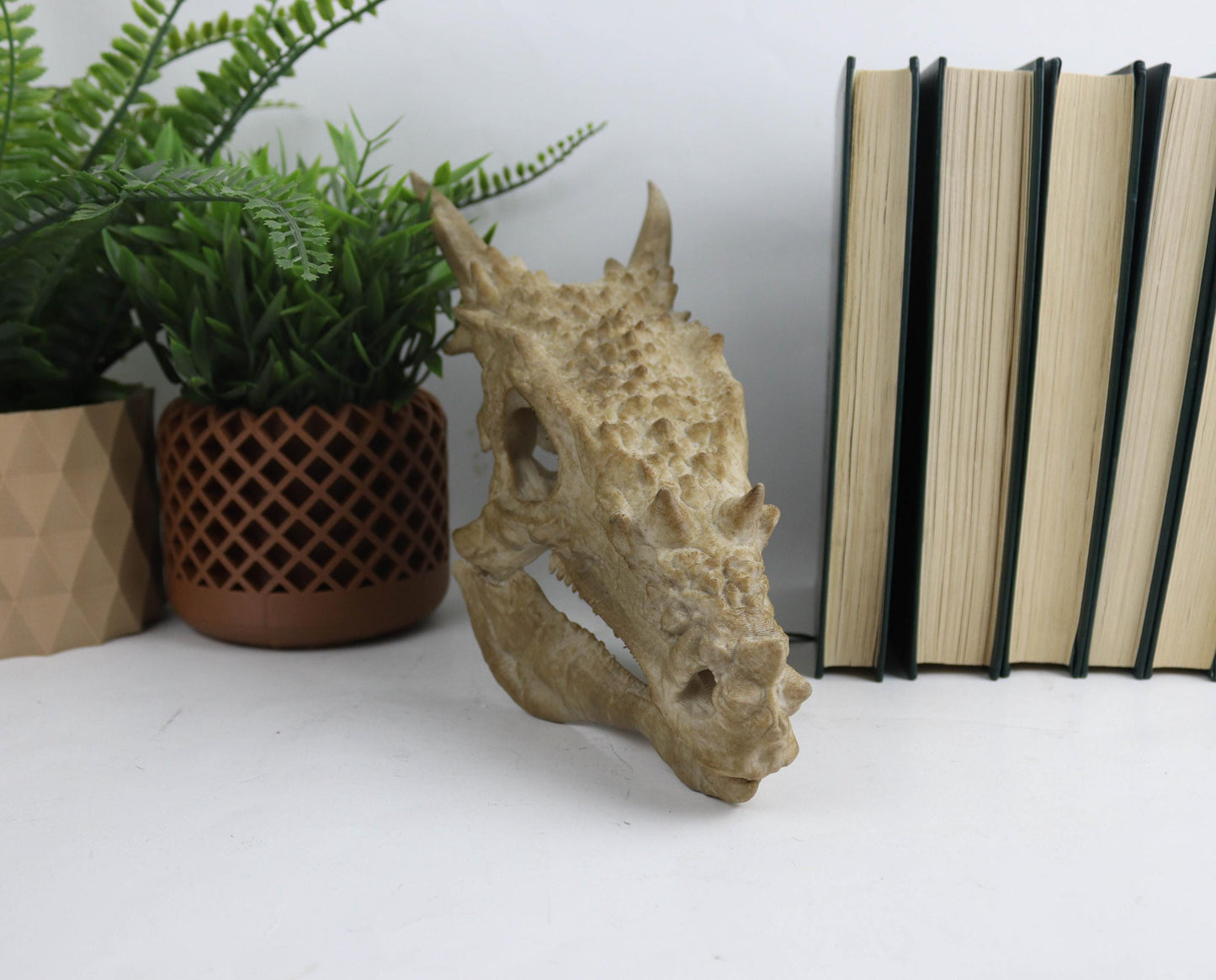 Dracorex Aged Skul,Dragon Skull Decor, Dinosaur Fossil Replica