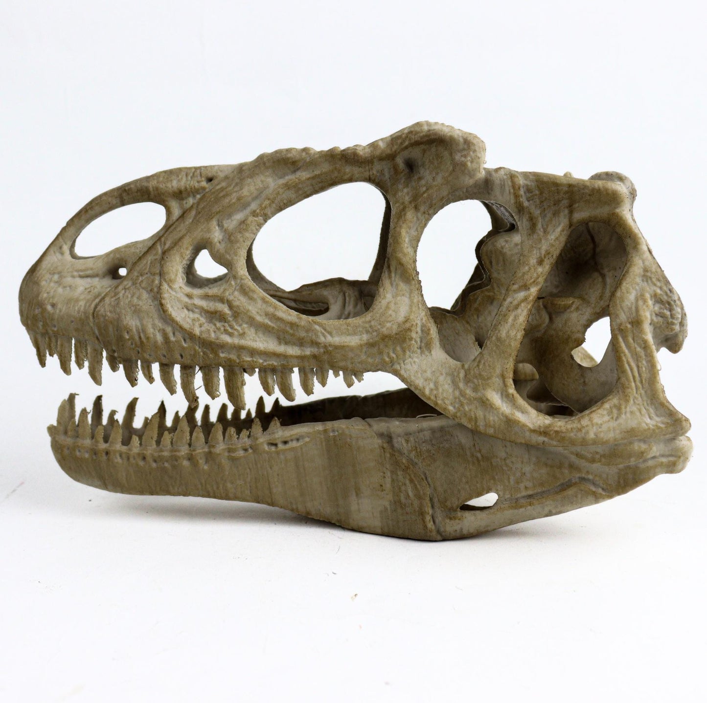 Allosaurus skull, Dinosaur Aged Skull Replica, Prehistoric Dinosaur Fossil Decor, Jurassic Collectible Gift