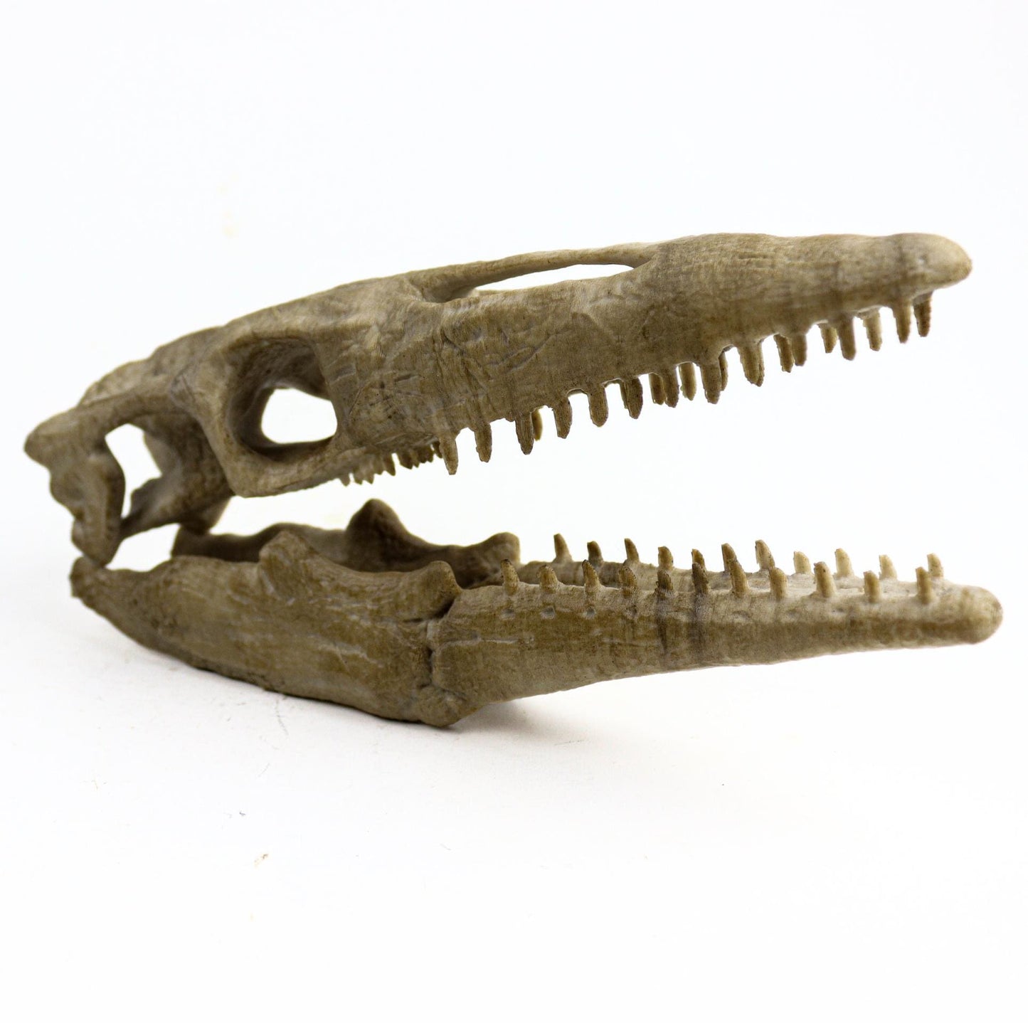 Dinosaurs fossils pack 9.2"/23.5cm Length: T-rex skull, Velociraptor, Allosaurus, Spinosaurus, Triceratops, Dilophosaurus etc