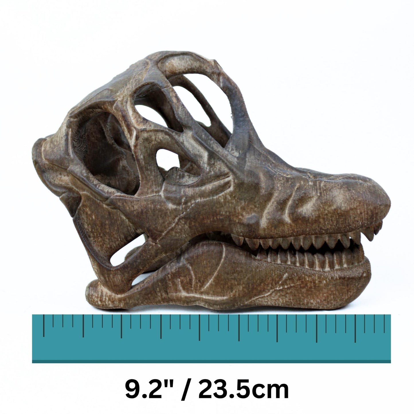 Brachiosaurus Painted Skull Replica, Prehistoric Dinosaur Fossil Model, Unique Dinosaur Lover Gift