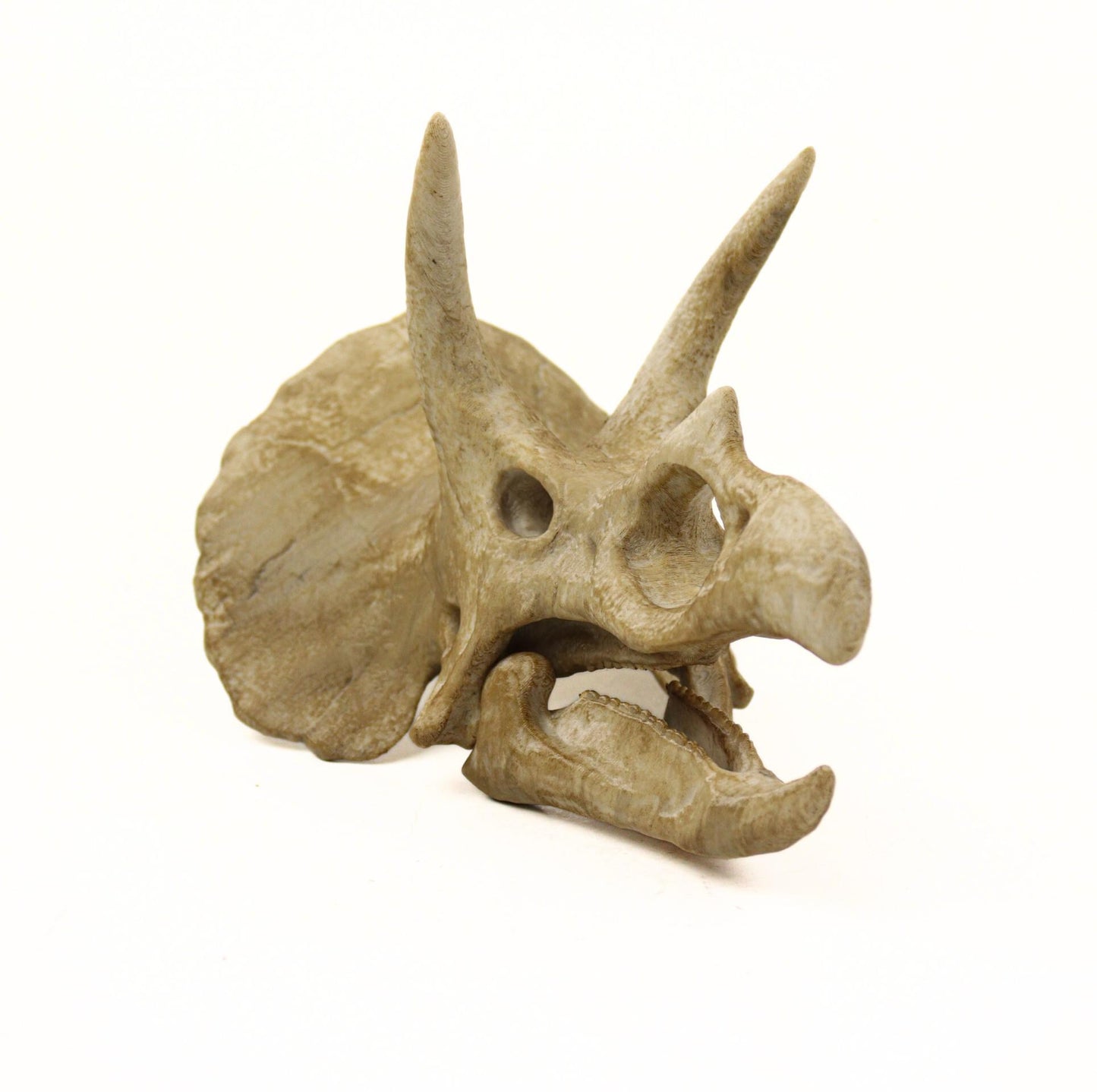 Handpainted Triceratops Skull Replica: Prehistoric Fossil Decor