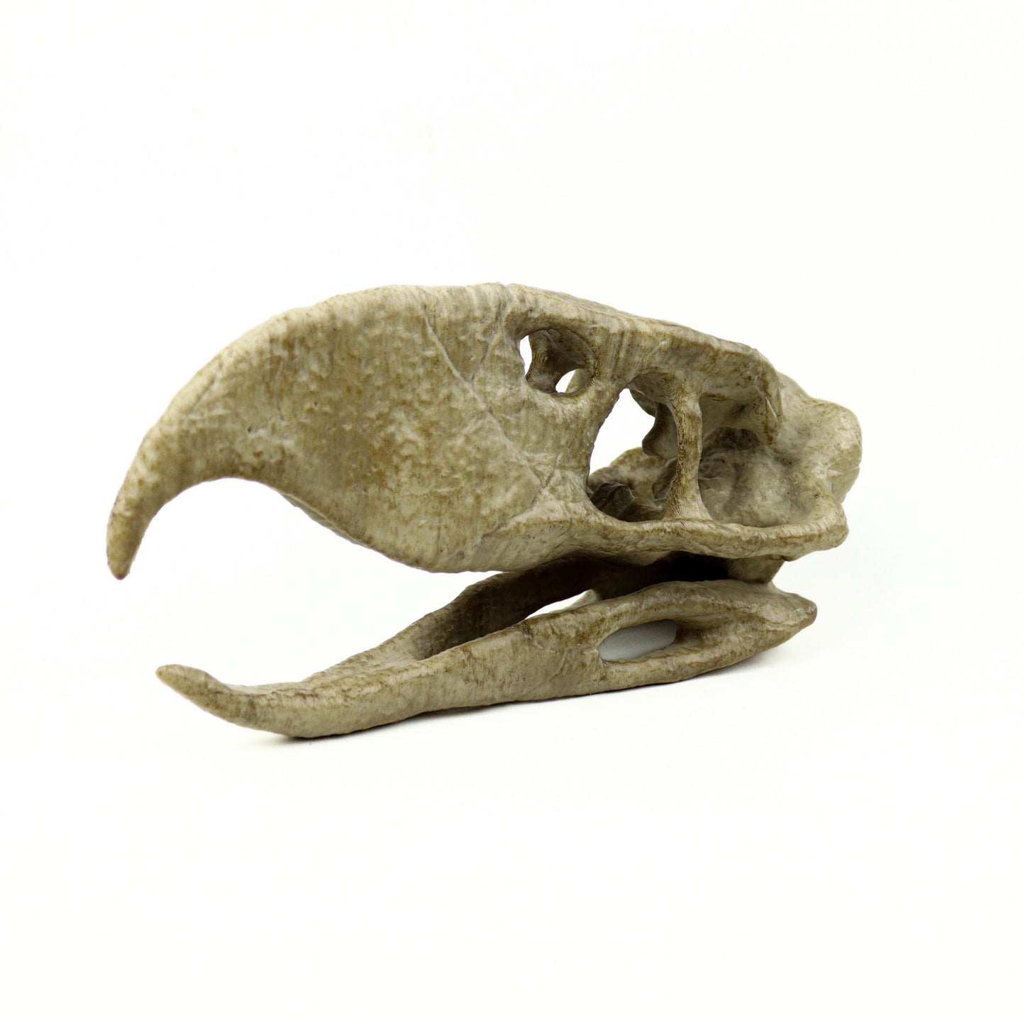 Phorusrhacos Skull Replica, Prehistoric Terror Bird Fossil Decor