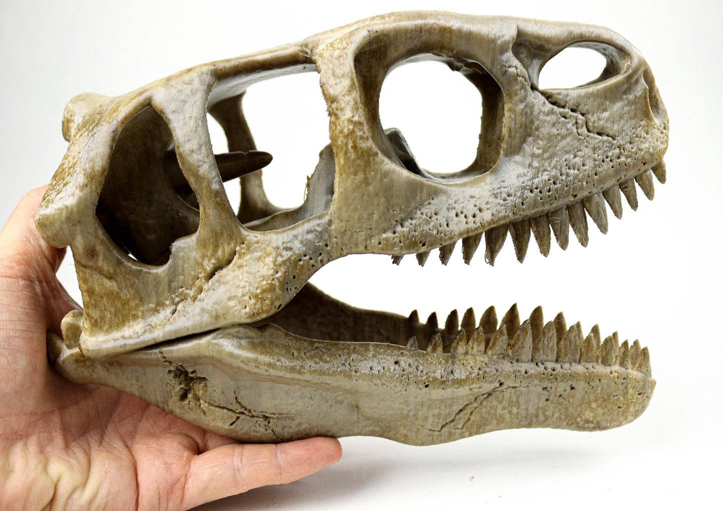 Utahraptor Skull, Dinosaur Fossil Seplica, Prehistoric decor, Gift for dinosaur lovers