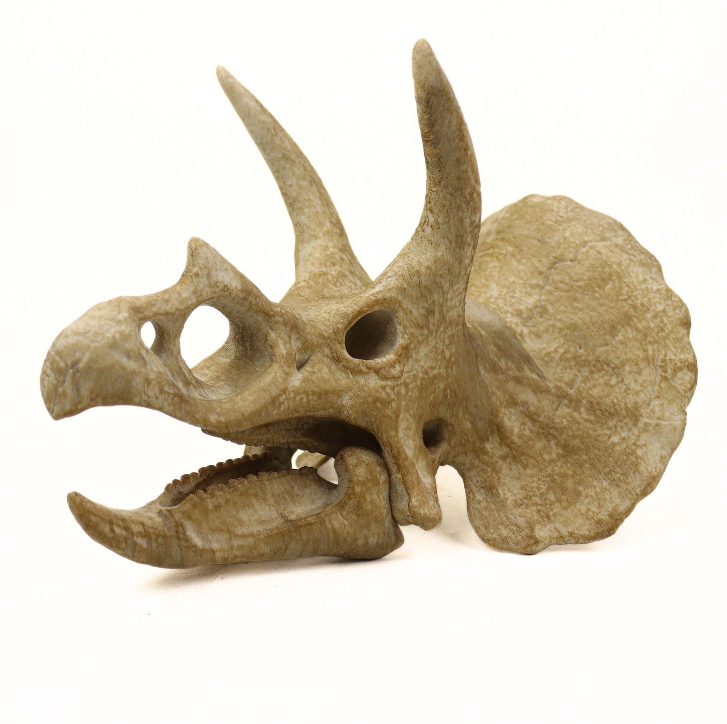 Handpainted Triceratops Skull Replica: Prehistoric Fossil Decor