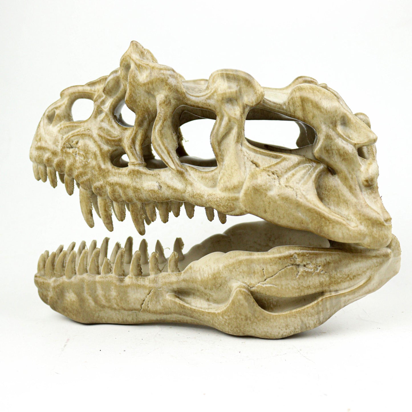Aged Ceratosaurus Skull Replica: Prehistoric Dinosaur Fossil Model