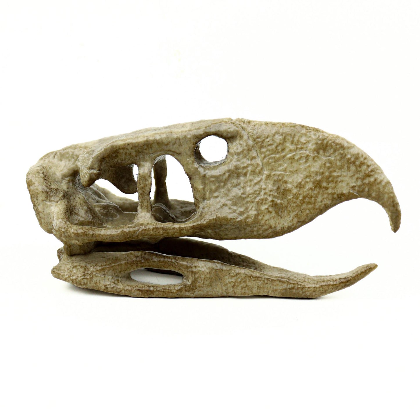 Phorusrhacos Skull Replica, Prehistoric Terror Bird Fossil Decor