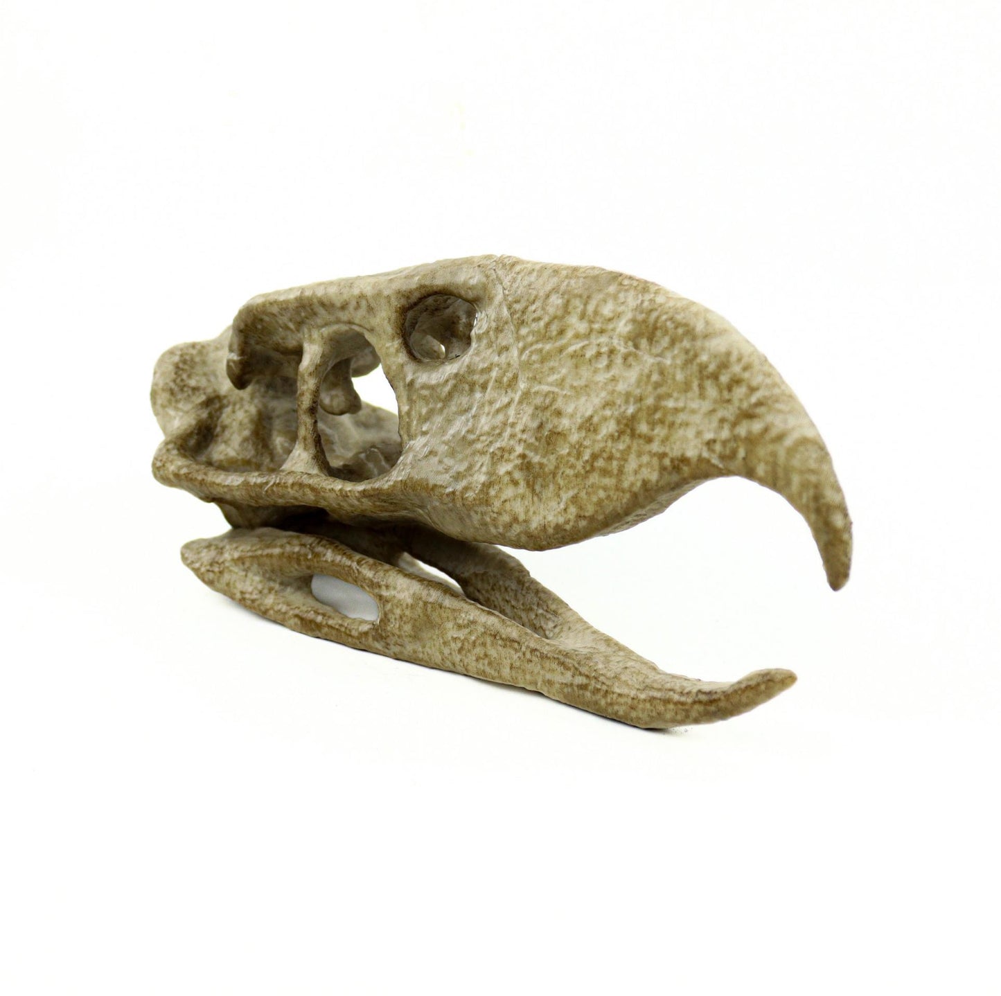 Phorusrhacos Skull Replica, Prehistoric Terror Bird Fossil Decor