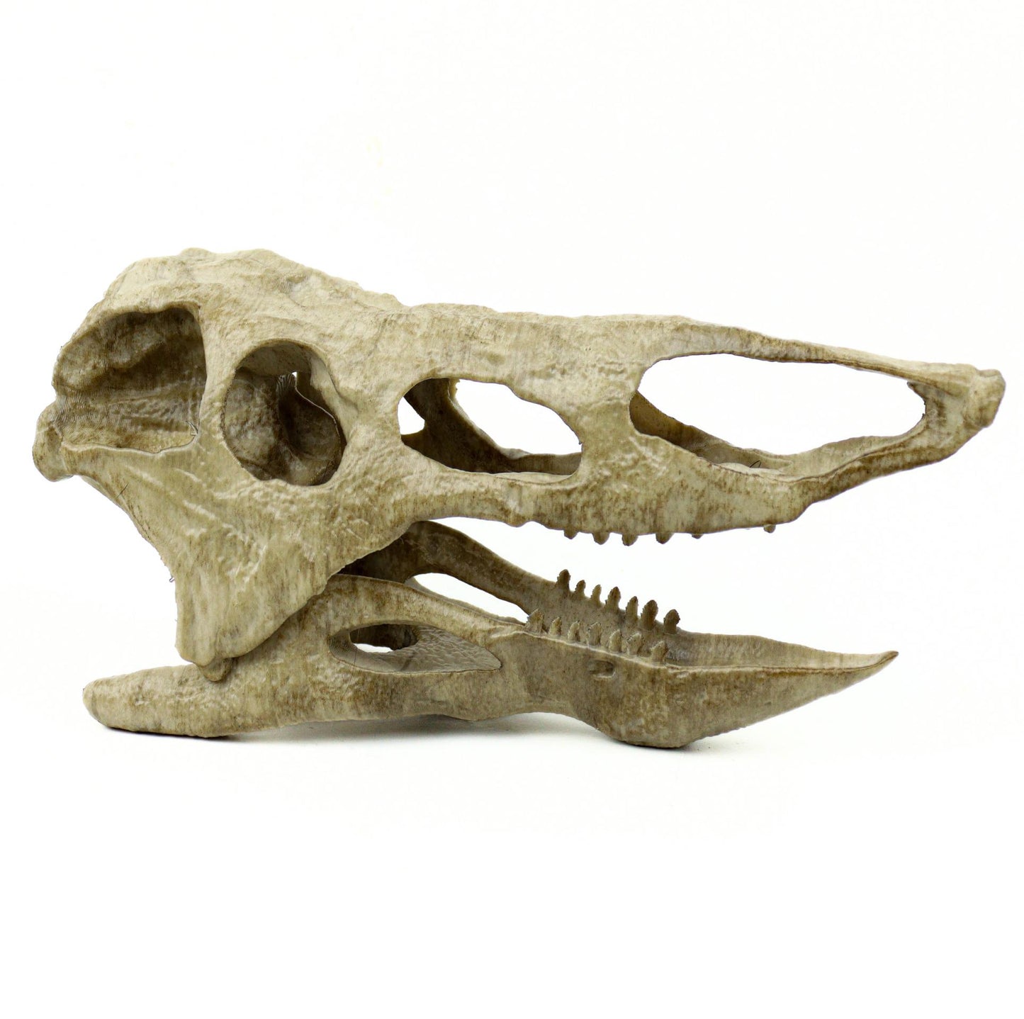 Desmatosuchus Aged Skull Replica, Triassic Fossil Display for Home or Office
