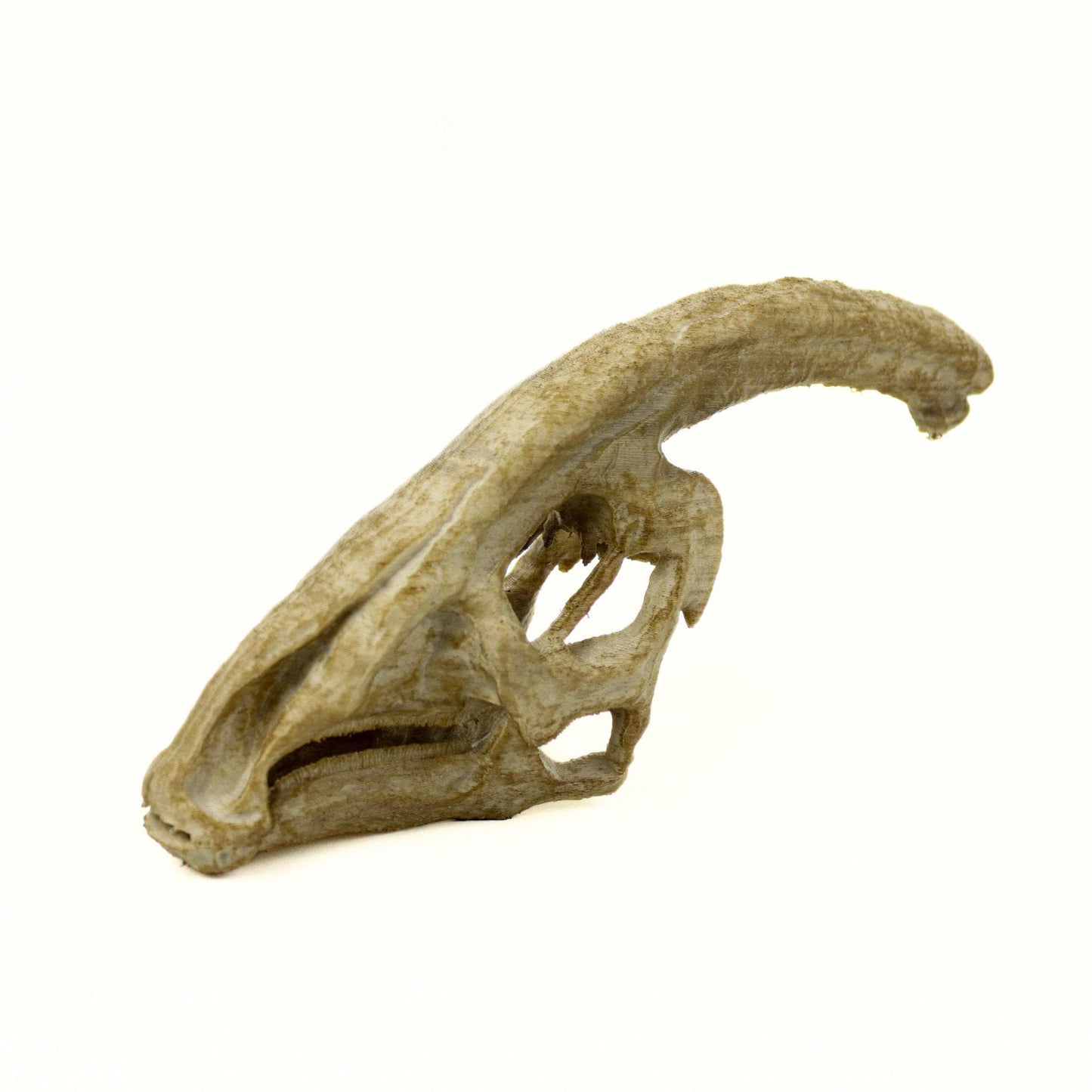 Parasaurolophus Ages Skull, Prehistoric Dinosaur Sculpture, Gift for Paleontology Enthusiasts