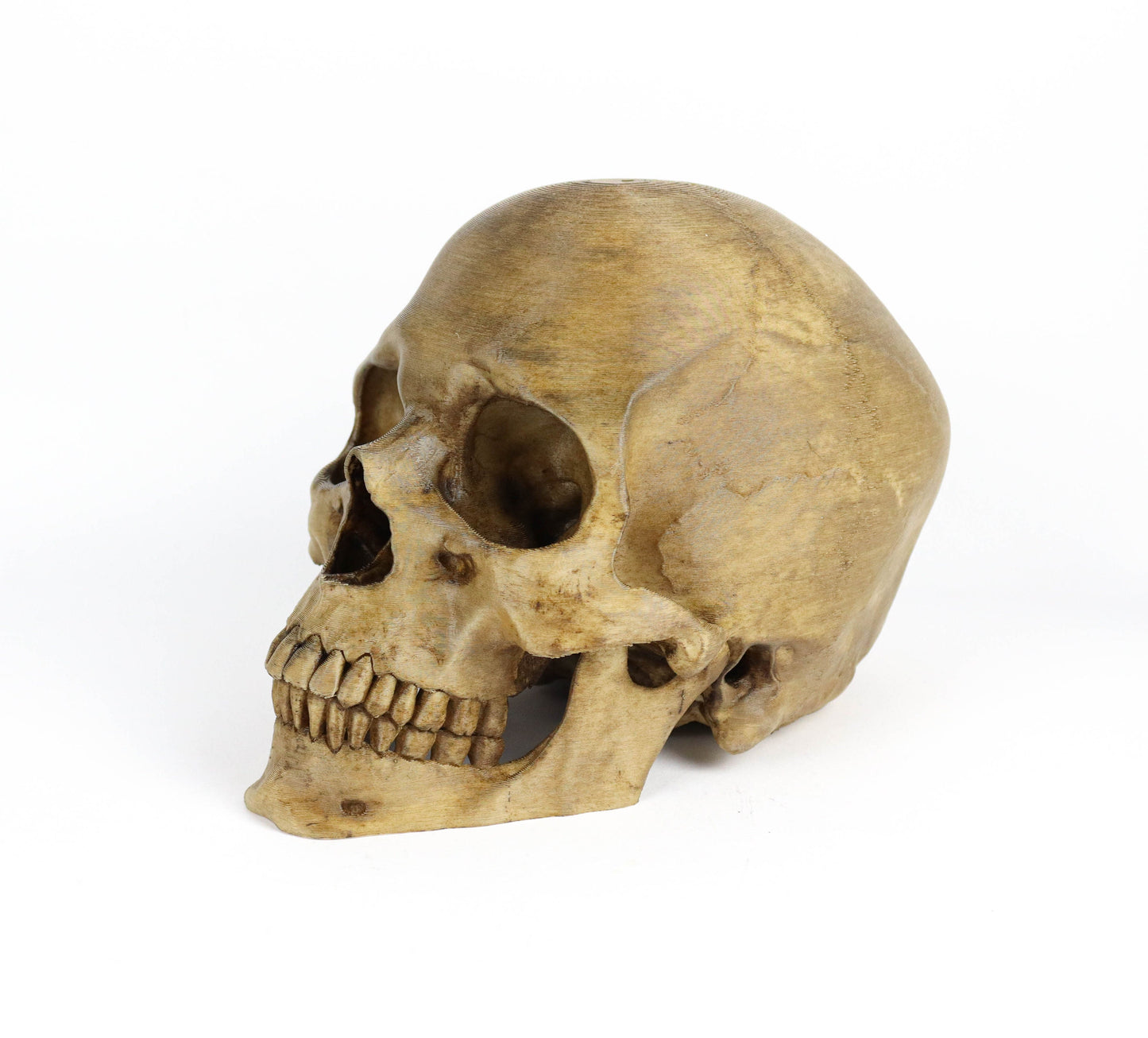 Aged Human Skull Headphone Holder, Skull Horror Decor Headphone stand