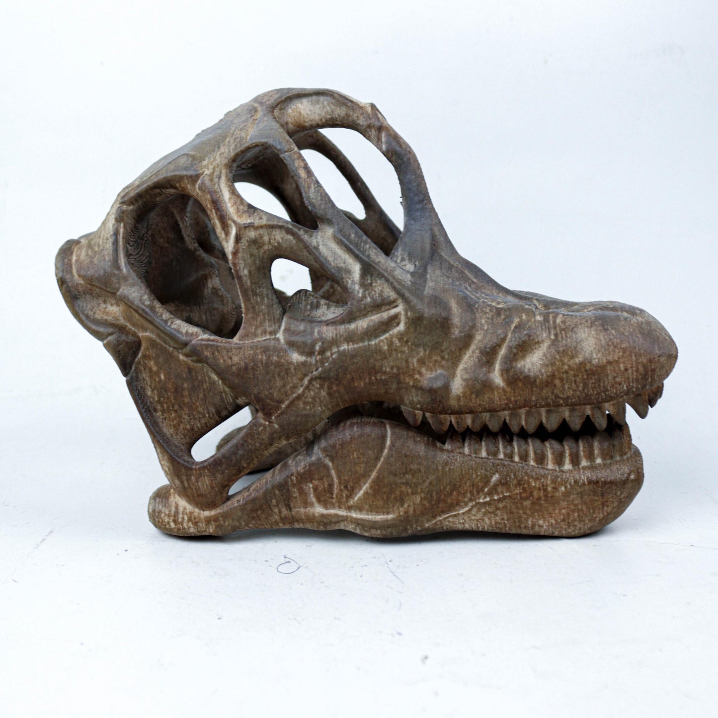 Brachiosaurus Painted Skull Replica, Prehistoric Dinosaur Fossil Model, Unique Dinosaur Lover Gift