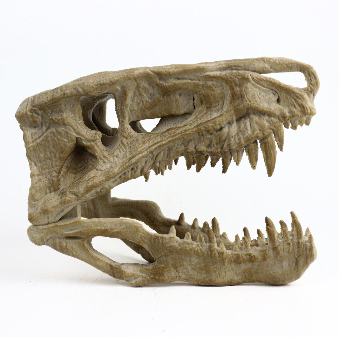 Postosuchus Kkull, Aged Reptile Skull Replica, Prehistoric Dinosaur Fossil Decor, Jurassic Collectible Gift