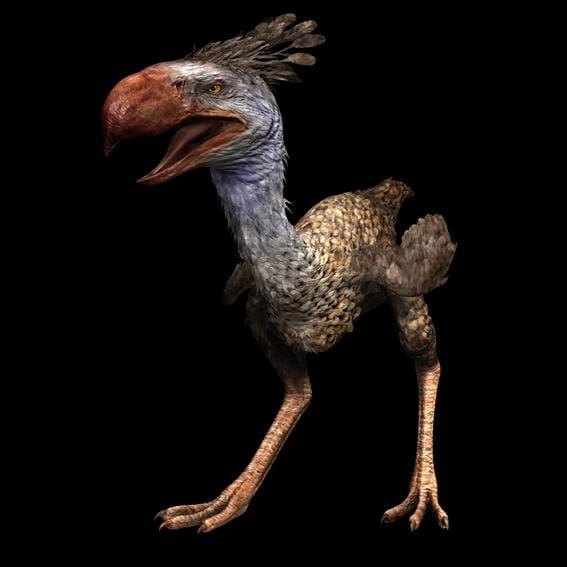 Phorusrhacos Skull Replica, Prehistoric Terror Bird Fossil Decor