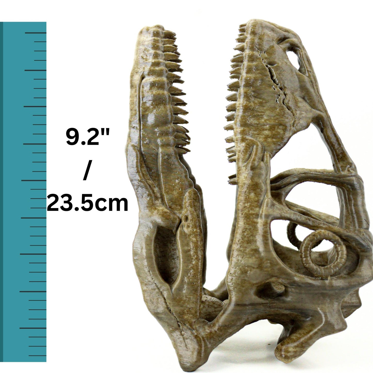 Deinonychus skull, Museum style raptor fossil sculpture for home or office decor