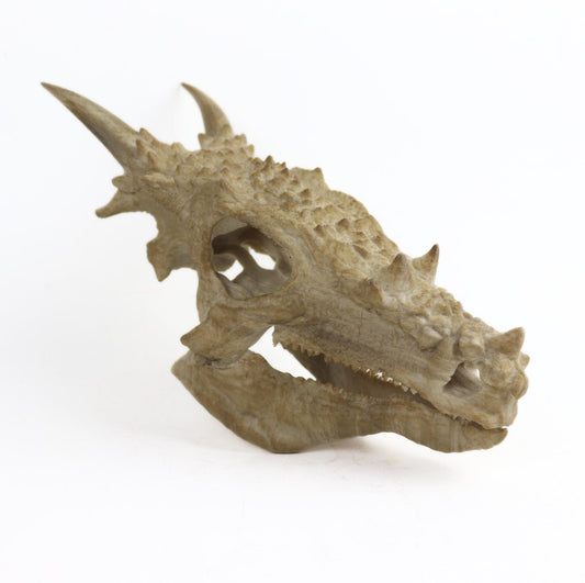 Dracorex Aged Skul,Dragon Skull Decor, Dinosaur Fossil Replica