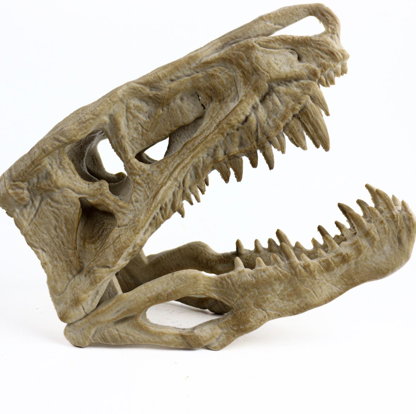 Postosuchus Kkull, Aged Reptile Skull Replica, Prehistoric Dinosaur Fossil Decor, Jurassic Collectible Gift