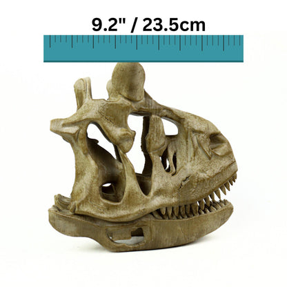 Aged Carnotaurus Skull Replica: Dinosaur Fossil Decor
