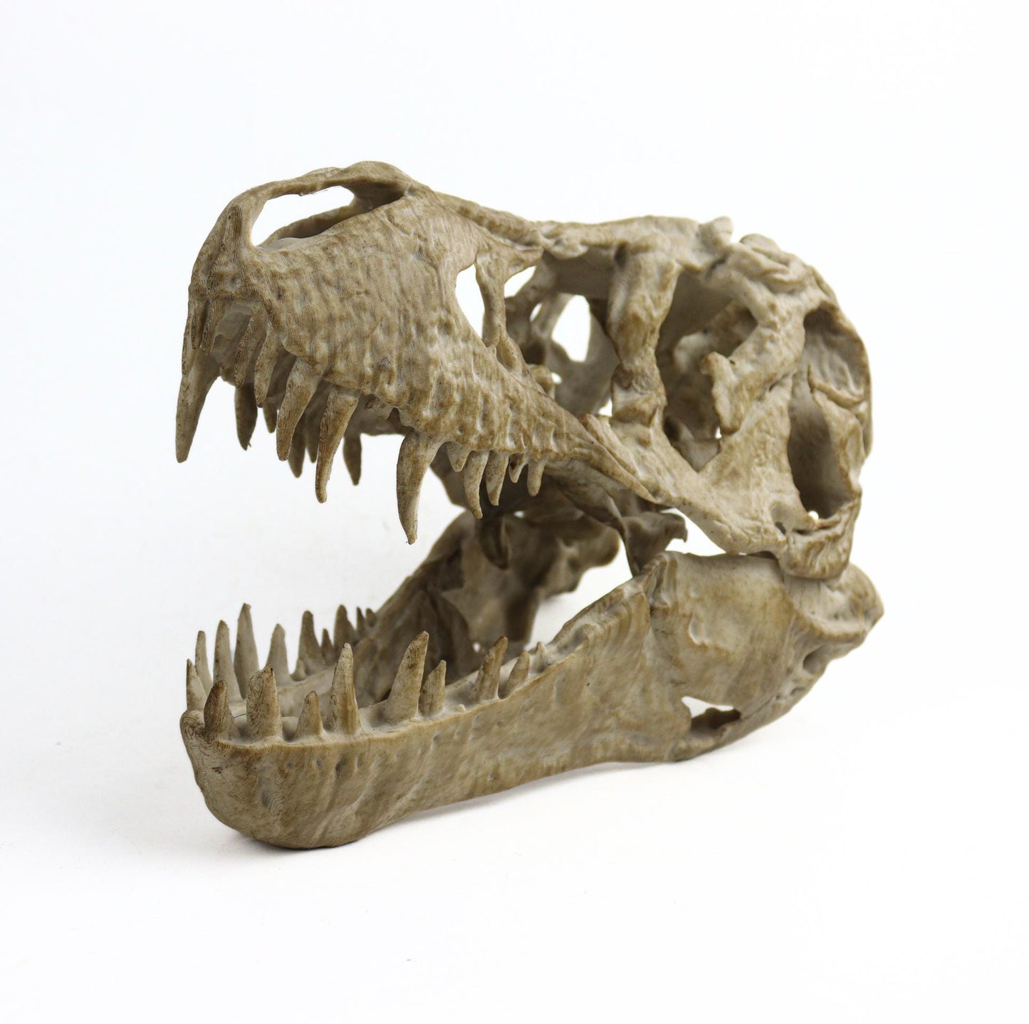 T-rex skull, TRex Aged Skull Replica, Prehistoric Dinosaur Fossil Decor, Jurassic Collectible Gift
