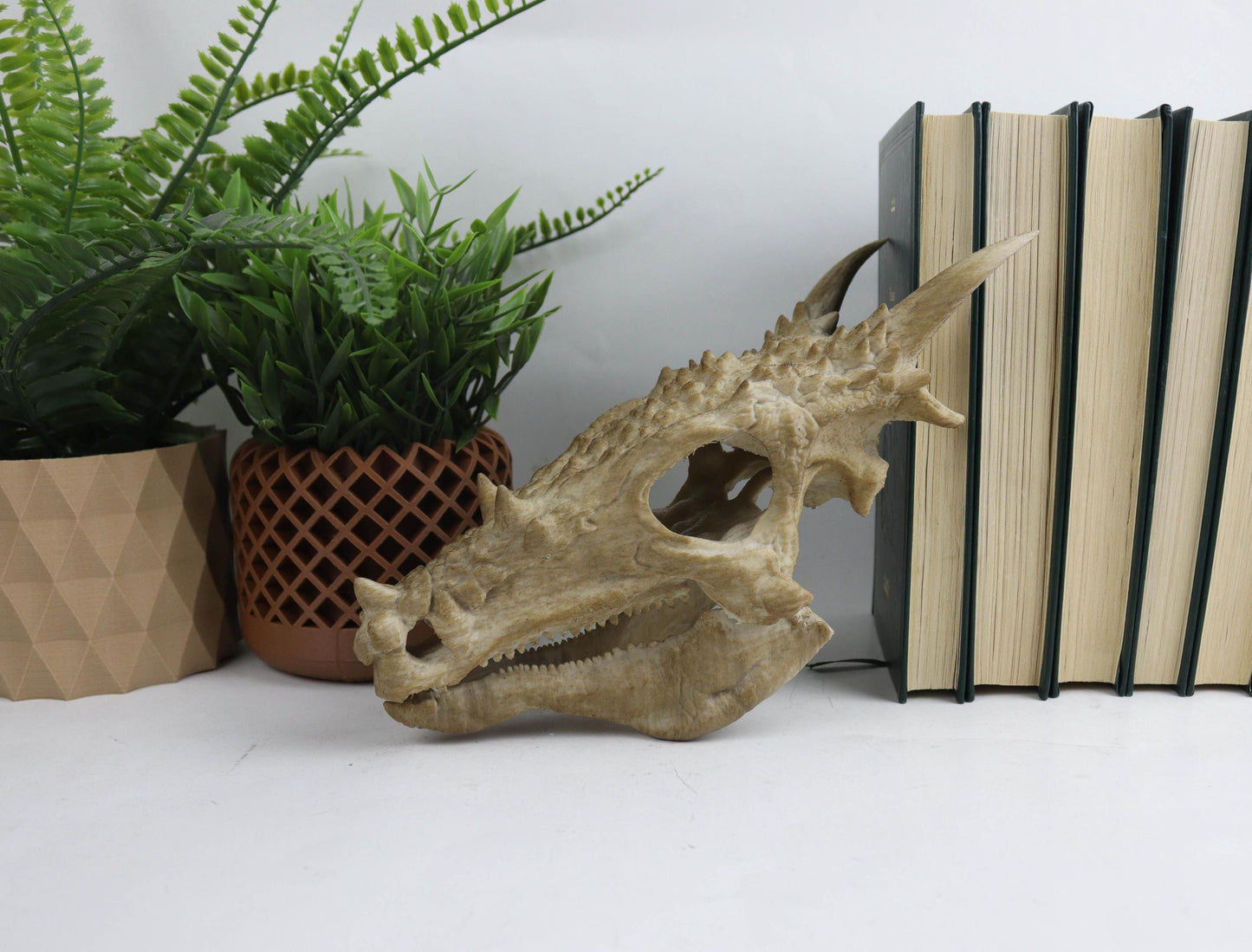 Dracorex Aged Skul,Dragon Skull Decor, Dinosaur Fossil Replica