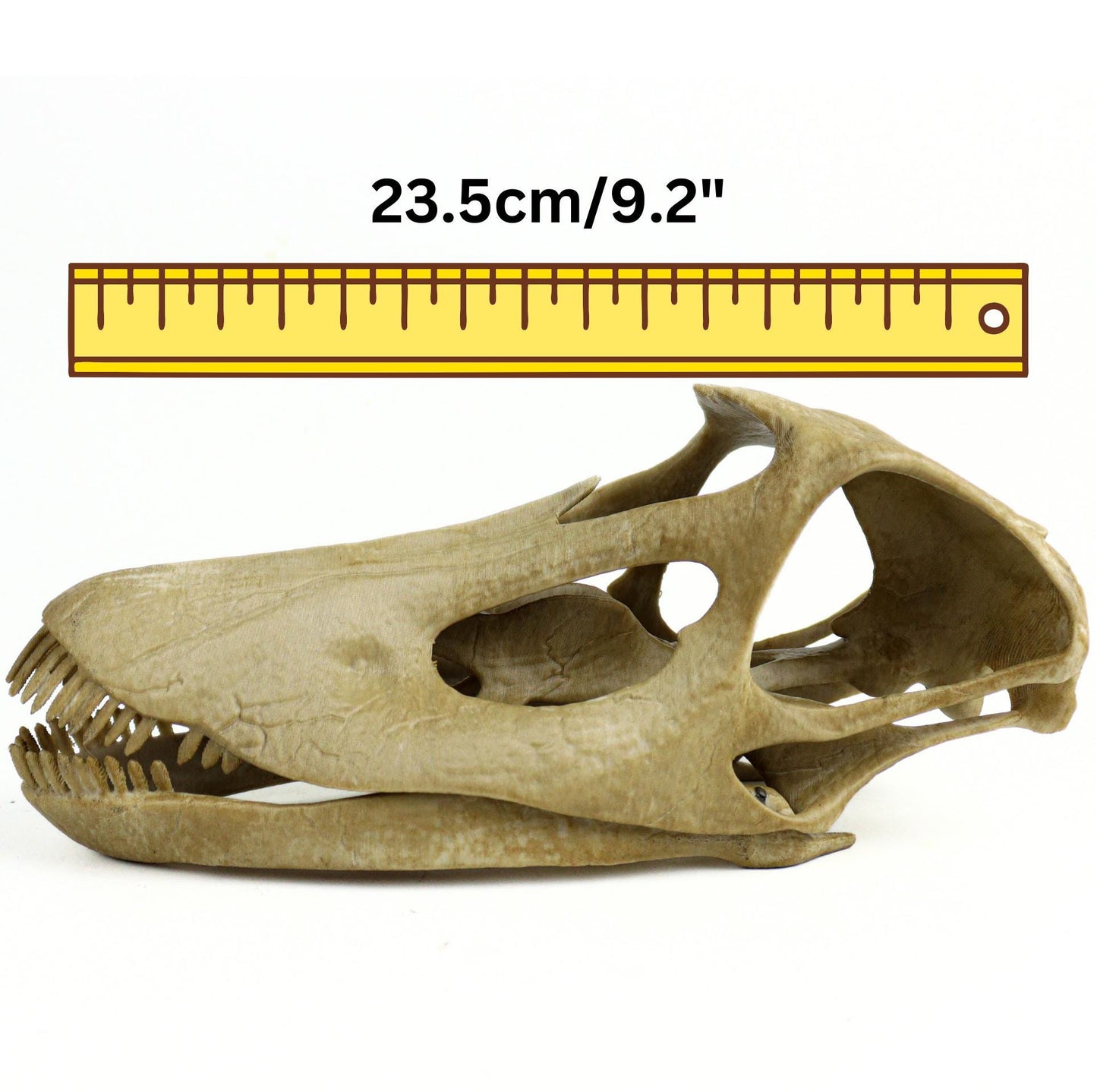 Diplodocus skull, Diplodocus Handpainted Aged Skull Replica, Prehistoric Dinosaur Fossil Decor, Jurassic Collectible Gift