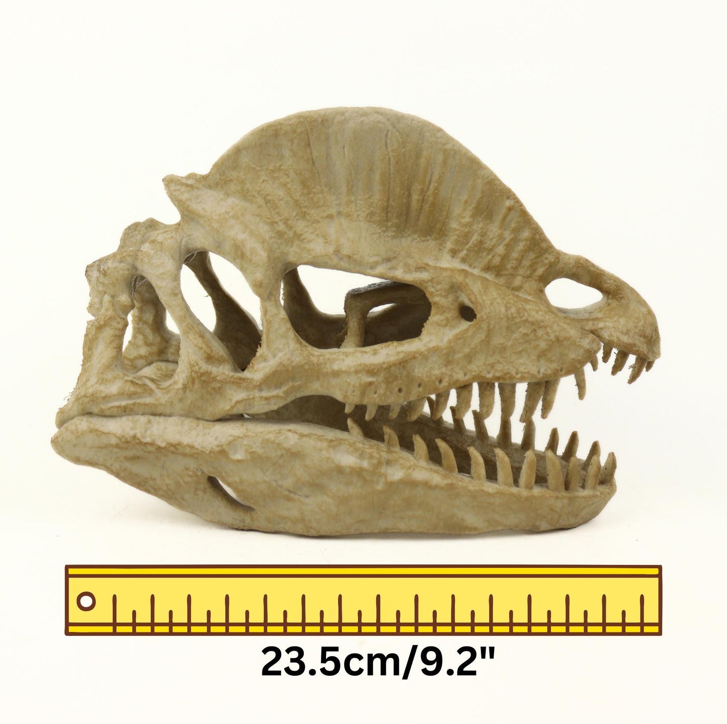 Dilophosaurus Aged Skull, Dinosaur Realistic Skull Replica, Prehistoric Dinosaur Fossil Decor, Jurassic Collectible Gift