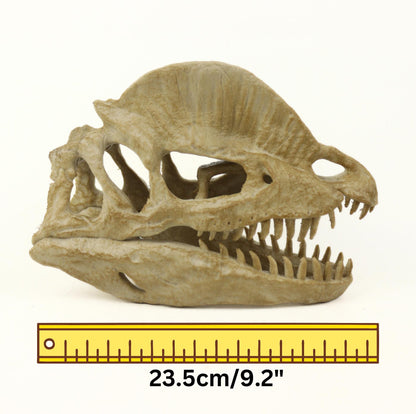 Dilophosaurus Aged Skull, Dinosaur Realistic Skull Replica, Prehistoric Dinosaur Fossil Decor, Jurassic Collectible Gift