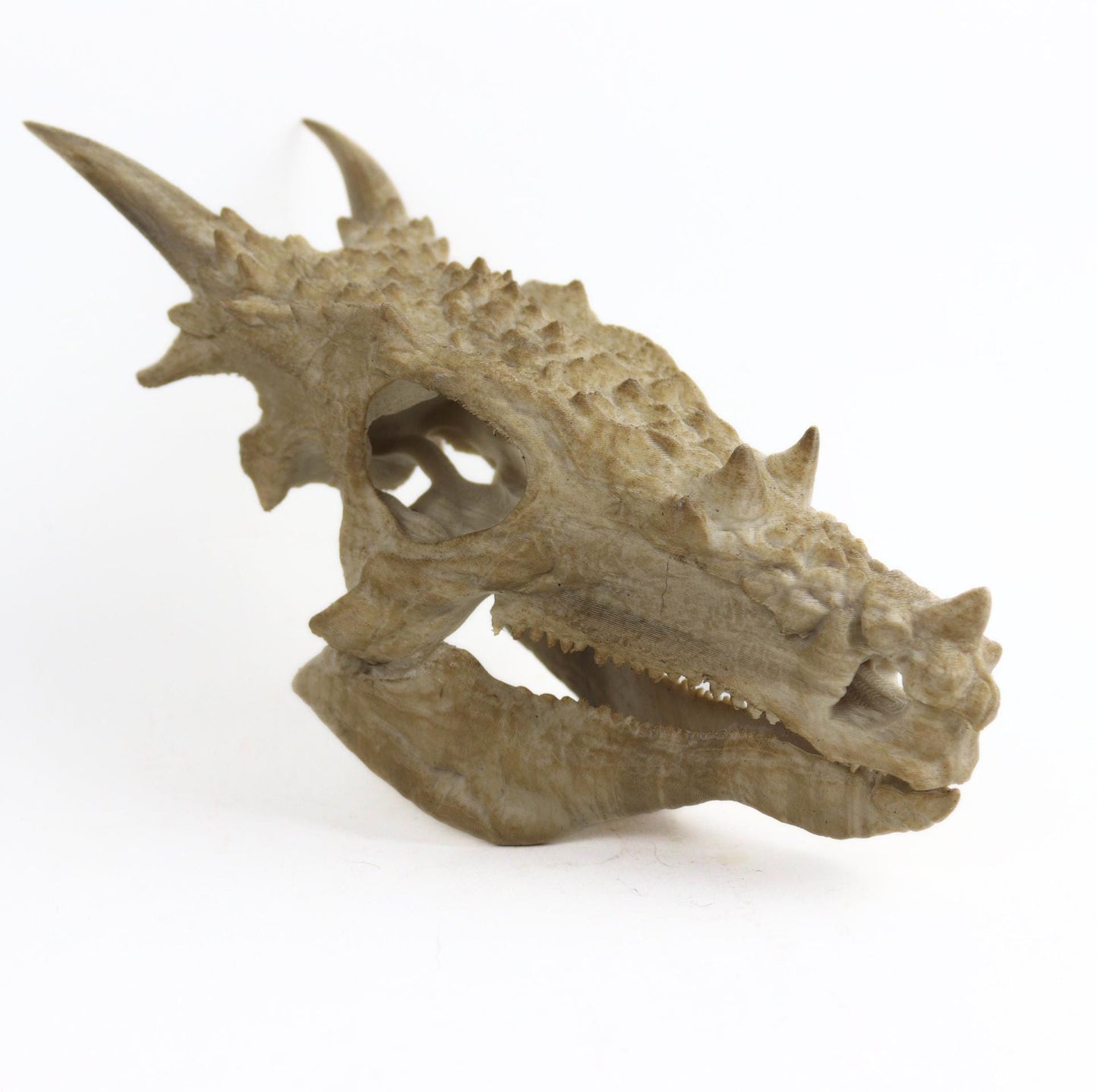 Dracorex Aged Skul,Dragon Skull Decor, Dinosaur Fossil Replica