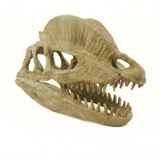 Dilophosaurus Aged Skull, Dinosaur Realistic Skull Replica, Prehistoric Dinosaur Fossil Decor, Jurassic Collectible Gift