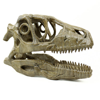 Deinonychus skull, Museum style raptor fossil sculpture for home or office decor