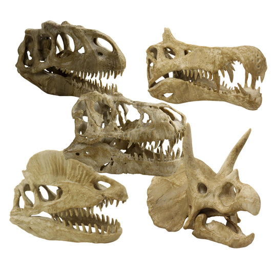 Dinosaurs fossils pack 9.2"/23.5cm Length: T-rex skull, Velociraptor, Allosaurus, Spinosaurus, Triceratops, Dilophosaurus etc