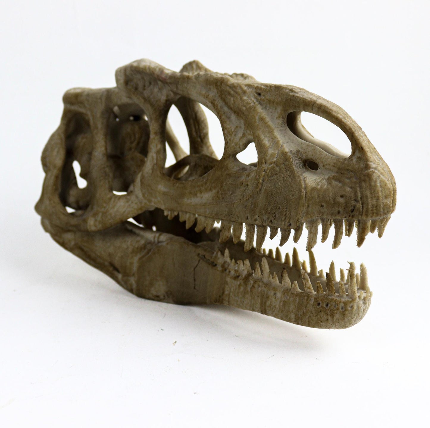 Allosaurus skull, Dinosaur Aged Skull Replica, Prehistoric Dinosaur Fossil Decor, Jurassic Collectible Gift