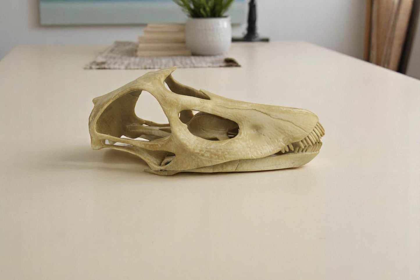 Diplodocus skull, Diplodocus Handpainted Aged Skull Replica, Prehistoric Dinosaur Fossil Decor, Jurassic Collectible Gift