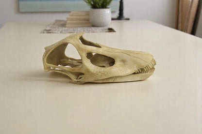Diplodocus skull, Diplodocus Handpainted Aged Skull Replica, Prehistoric Dinosaur Fossil Decor, Jurassic Collectible Gift