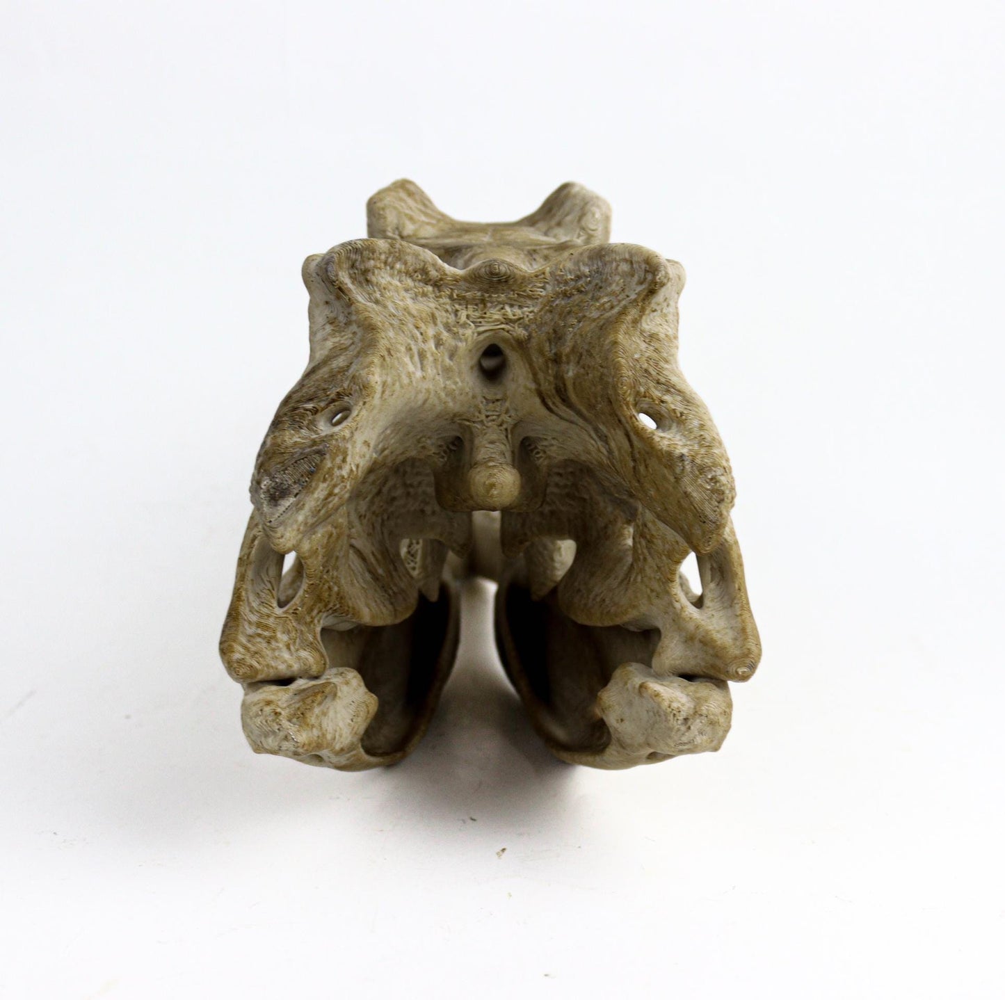 Allosaurus skull, Dinosaur Aged Skull Replica, Prehistoric Dinosaur Fossil Decor, Jurassic Collectible Gift