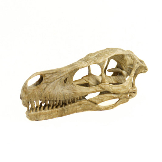 Velociraptor skull, Velociraptor Handpainted Aged Skull Replica, Prehistoric Dinosaur Fossil Decor, Jurassic Collectible Gift