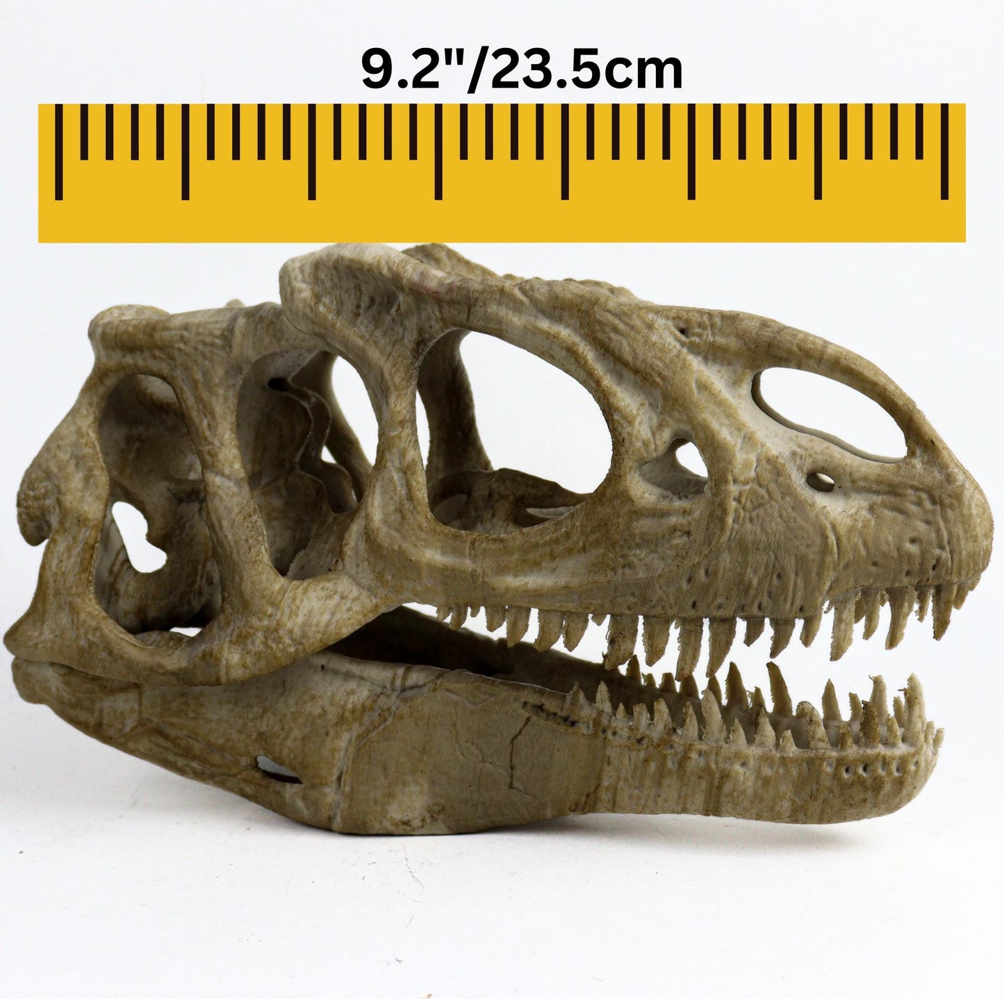 Allosaurus skull, Dinosaur Aged Skull Replica, Prehistoric Dinosaur Fossil Decor, Jurassic Collectible Gift
