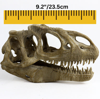 Allosaurus skull, Dinosaur Aged Skull Replica, Prehistoric Dinosaur Fossil Decor, Jurassic Collectible Gift