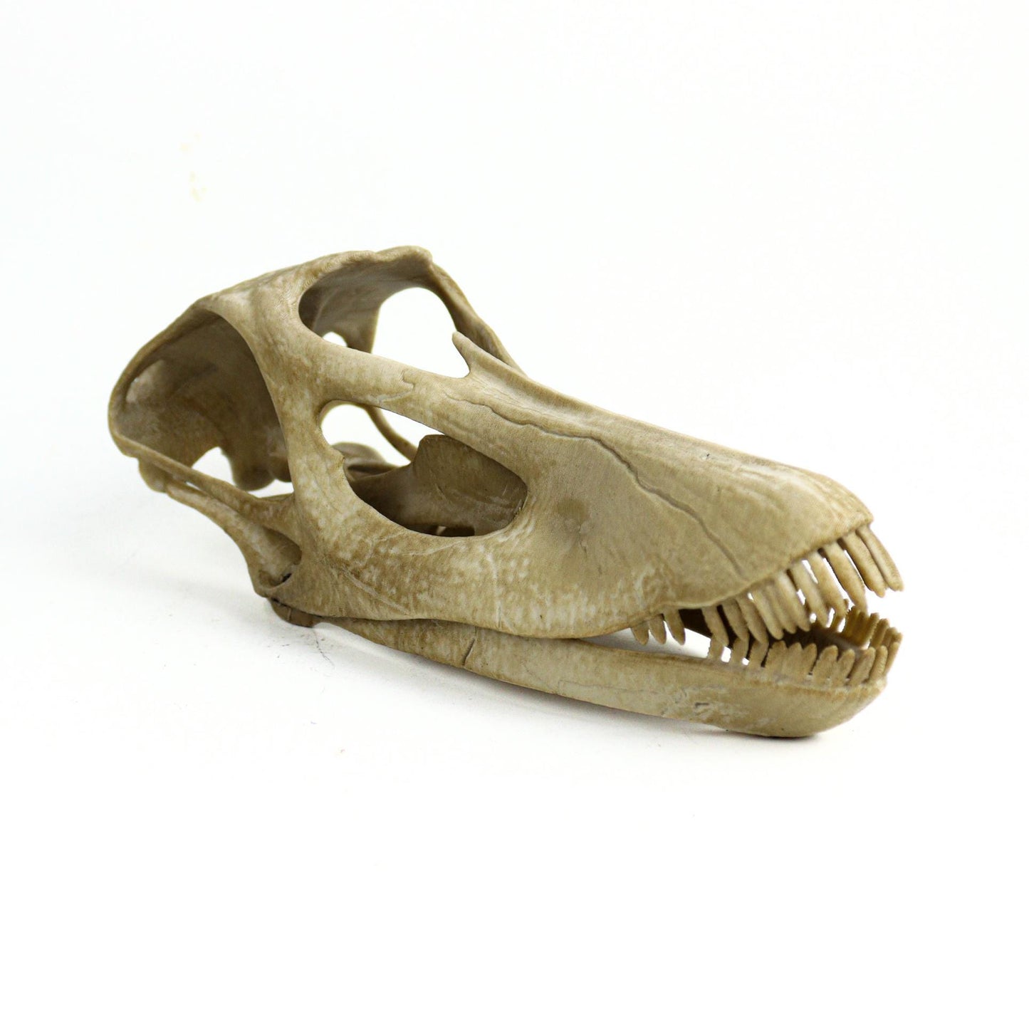 Diplodocus skull, Diplodocus Handpainted Aged Skull Replica, Prehistoric Dinosaur Fossil Decor, Jurassic Collectible Gift