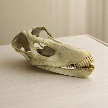 Diplodocus skull, Diplodocus Handpainted Aged Skull Replica, Prehistoric Dinosaur Fossil Decor, Jurassic Collectible Gift