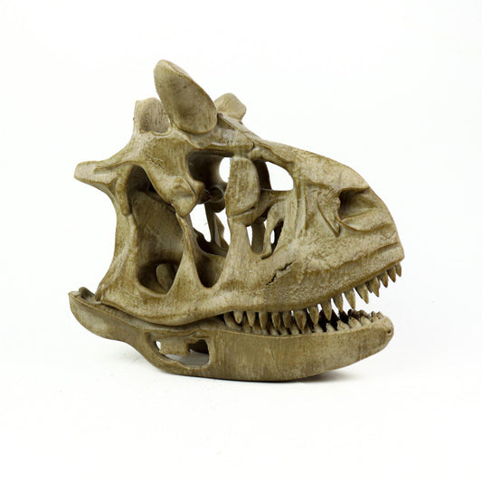 Aged Carnotaurus Skull Replica: Dinosaur Fossil Decor