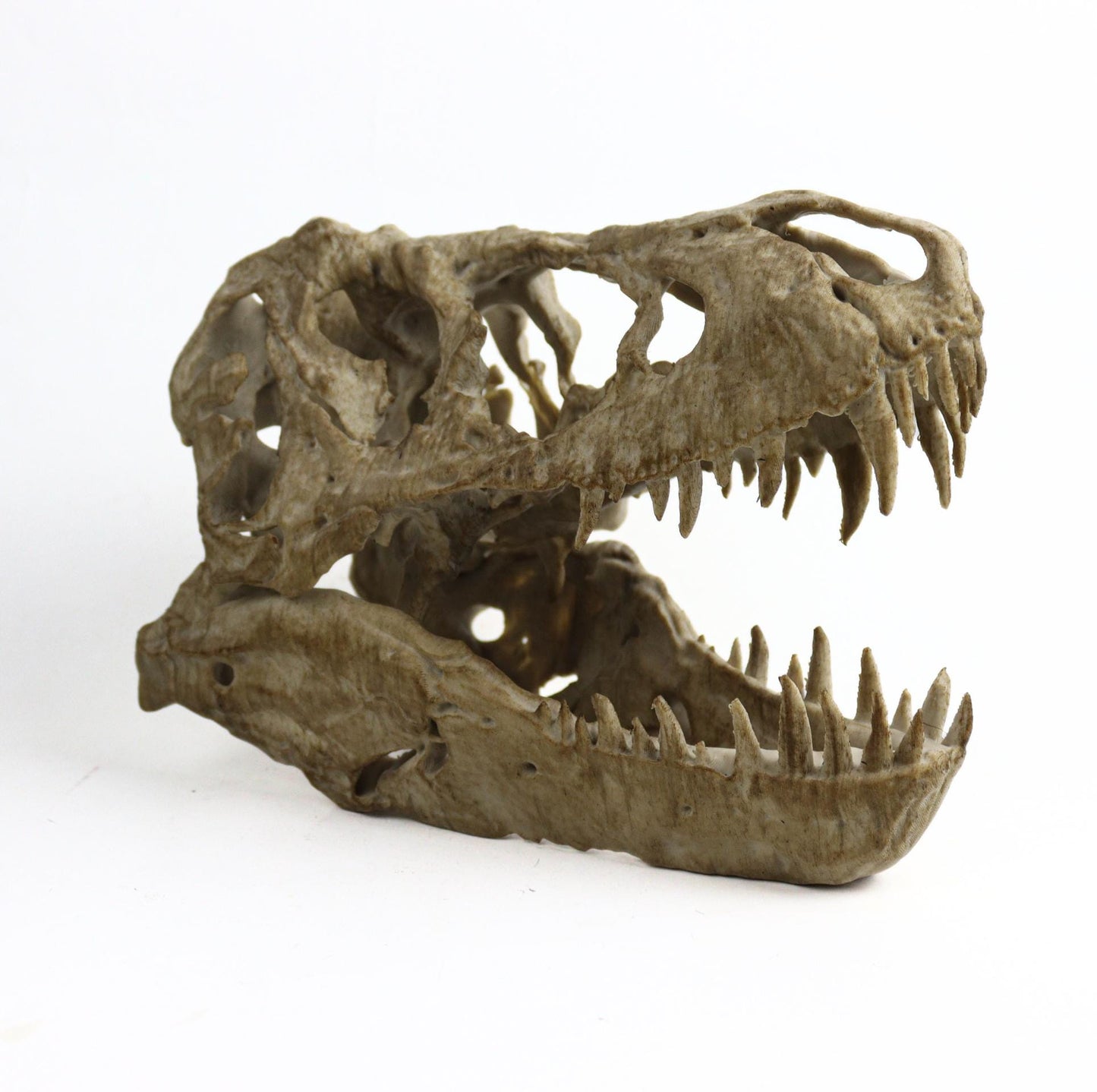 T-rex skull, TRex Aged Skull Replica, Prehistoric Dinosaur Fossil Decor, Jurassic Collectible Gift