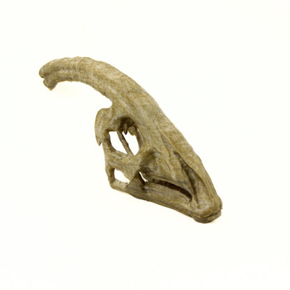 Parasaurolophus Ages Skull, Prehistoric Dinosaur Sculpture,  Gift for Paleontology Enthusiasts