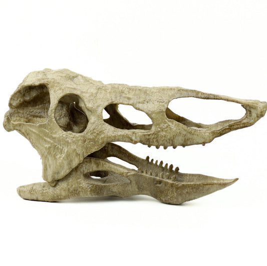 Desmatosuchus Aged Skull Replica, Triassic Fossil Display for Home or Office