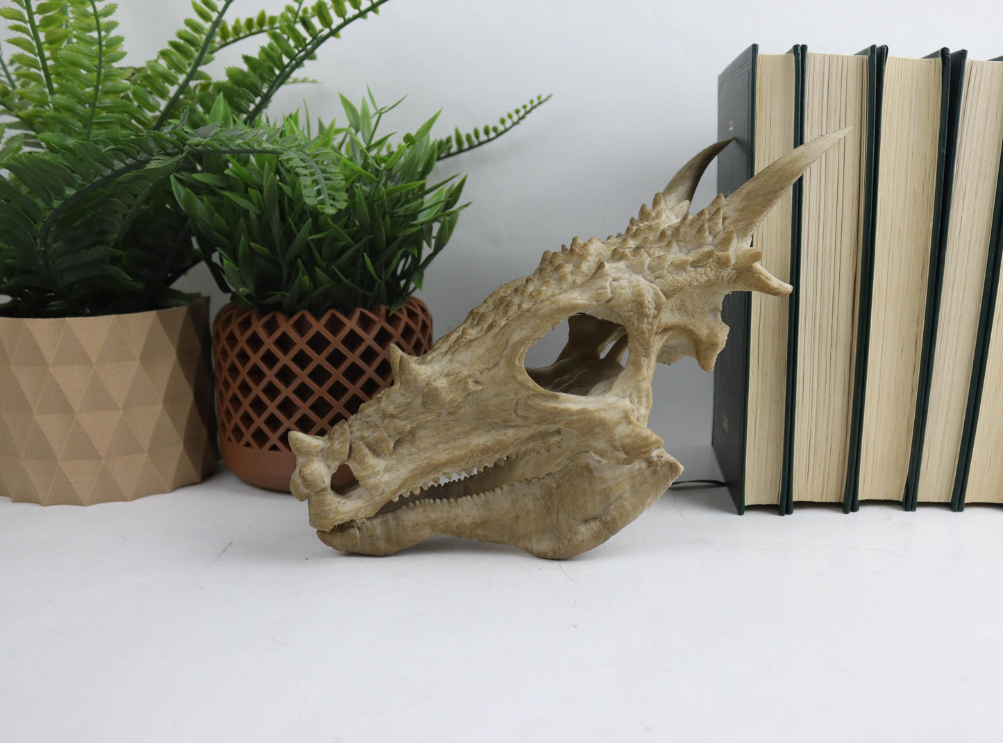 Dracorex Aged Skul,Dragon Skull Decor, Dinosaur Fossil Replica