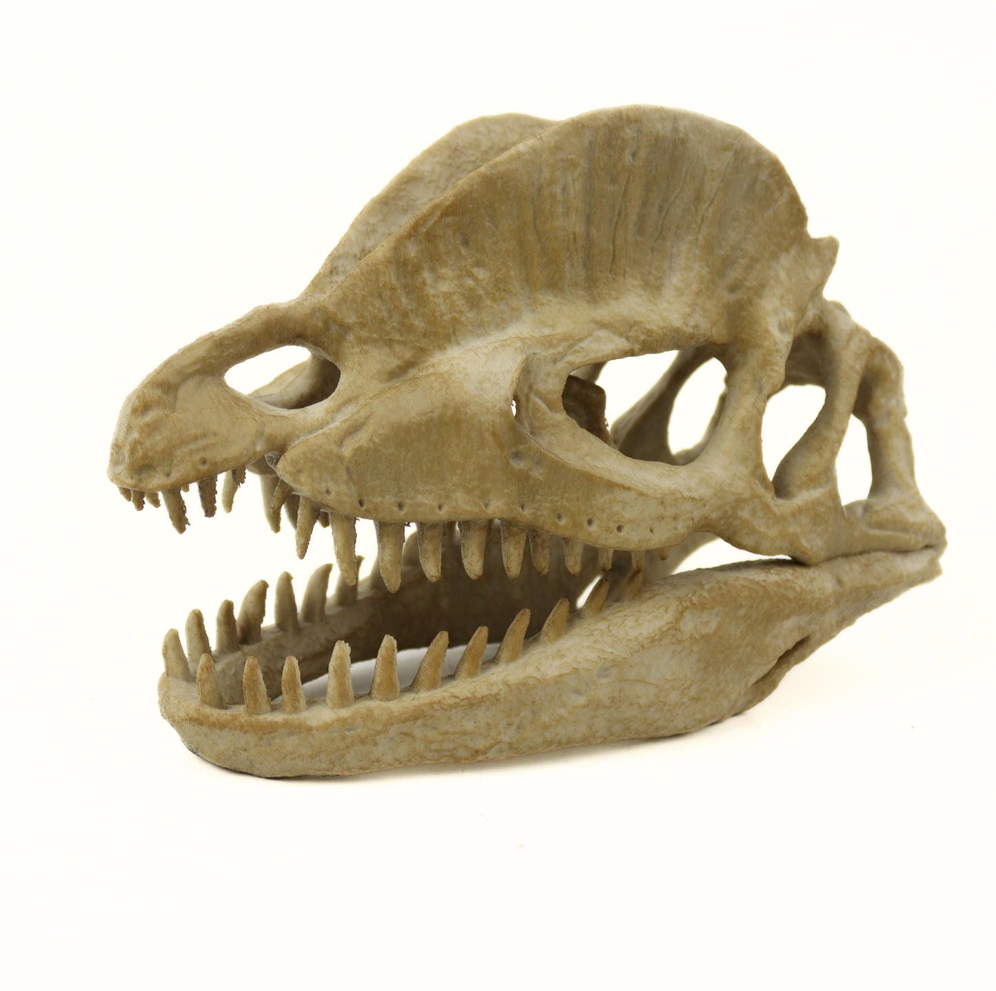 Dilophosaurus Aged Skull, Dinosaur Realistic Skull Replica, Prehistoric Dinosaur Fossil Decor, Jurassic Collectible Gift
