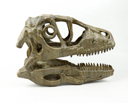 Deinonychus skull, Museum style raptor fossil sculpture for home or office decor