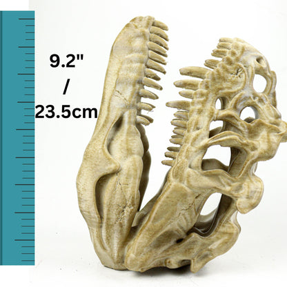Aged Ceratosaurus Skull Replica: Prehistoric Dinosaur Fossil Model