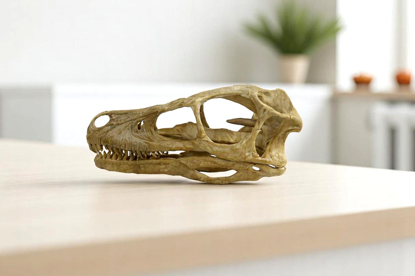 Velociraptor skull, Velociraptor Handpainted Aged Skull Replica, Prehistoric Dinosaur Fossil Decor, Jurassic Collectible Gift