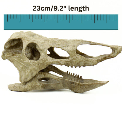 Desmatosuchus Aged Skull Replica, Triassic Fossil Display for Home or Office